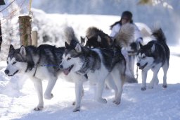 Lenk 2013